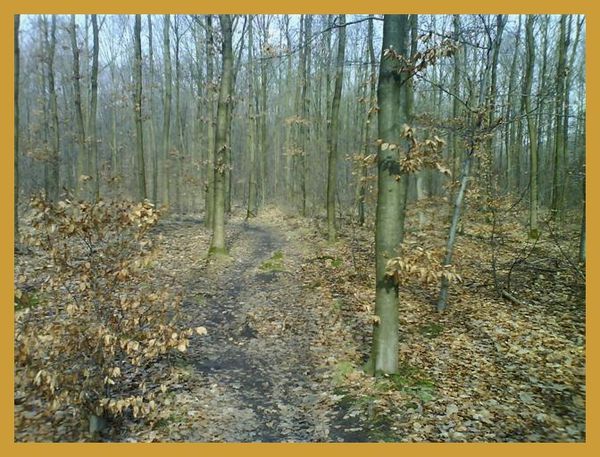FORET DSC00213 (Small)