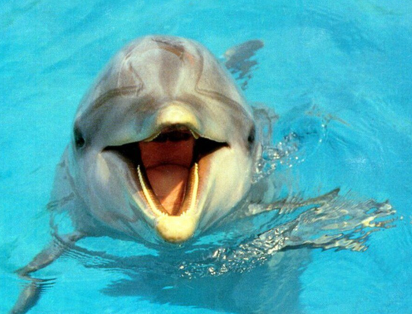 Capture dauphin