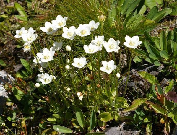 parnassia palustris 1