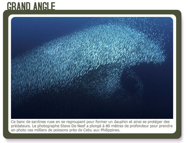 Banc-de-sardines-devient-dauphin--14-avril-2011.jpg