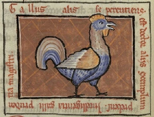 coq.jpg