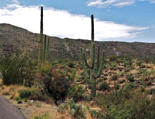 Tucson-Saguaro-NP-Est-6b.jpg