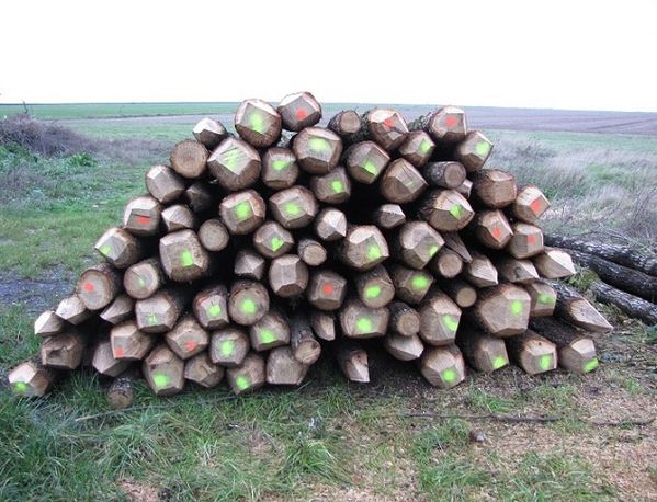 nowel-2011-060.JPG