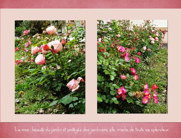 roses-du-jardin-jpg.jpg