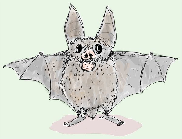 pipistrelle.jpg