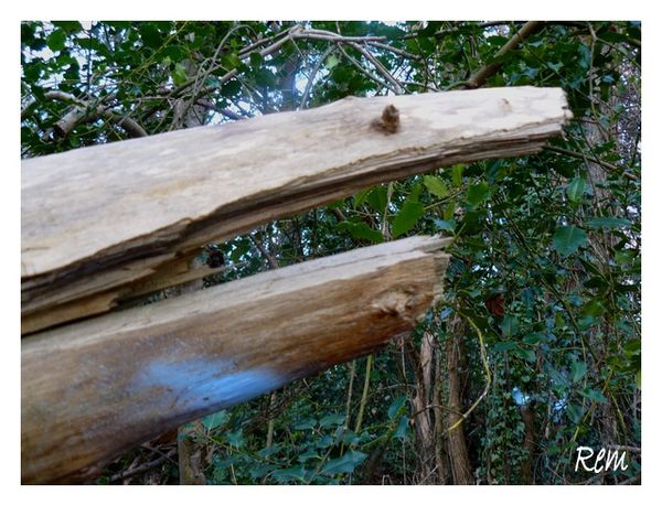 tronche d'arbres