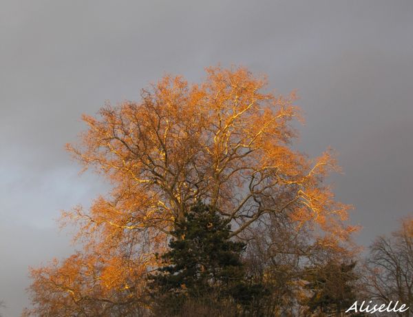 Platane--soleil-couchant-01-02-2010---2.jpg