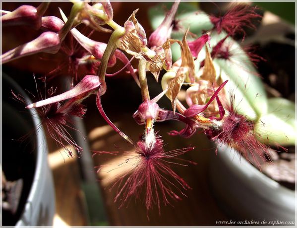 Bulbophyllum barbigerum