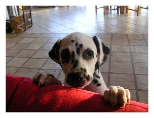 Dossier: La Propreté du Chiot - Elevage de Dalmatiens Dossier: La Propreté du Chiot - Elevage de Dalmatiens