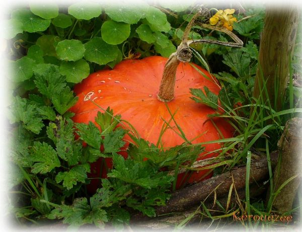 courge [800x800]
