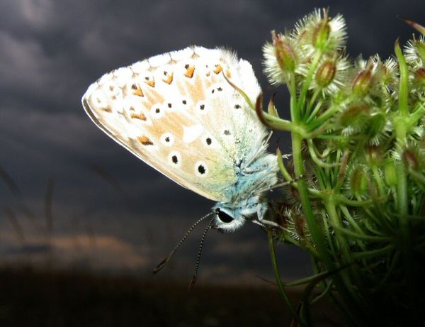 papillon06.jpg