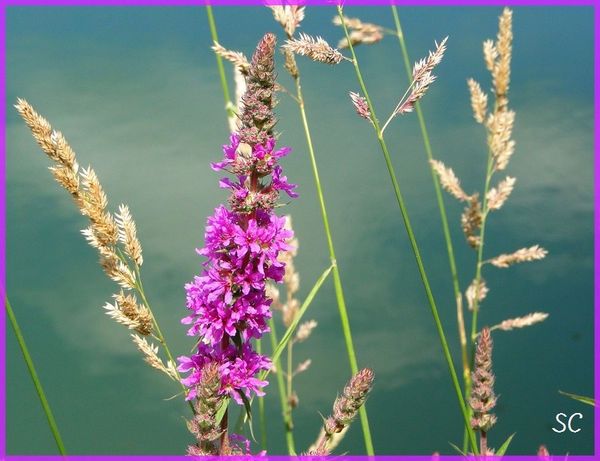 fleurs violet-rose-16