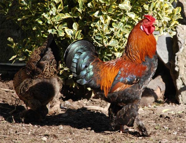 compost-coq