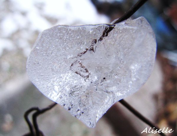 Coeur-de-glace--fevrier-2010-3.jpg