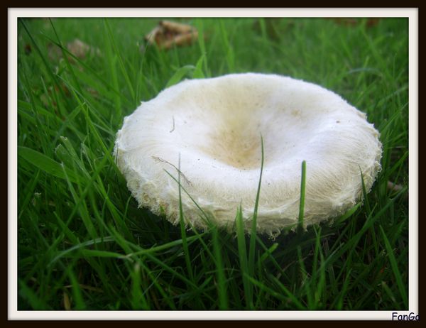 champignons.jpg