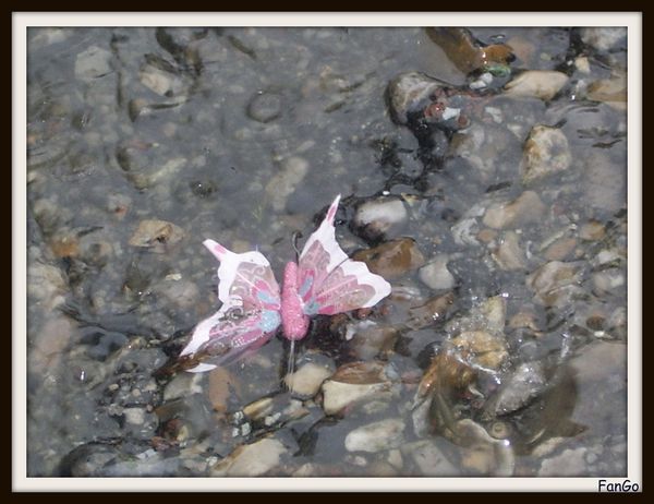 papillon.jpg