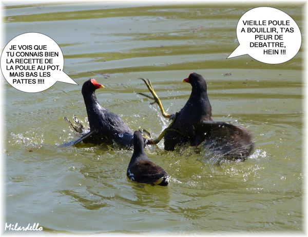 poules-d-eau-la-bagarre-le-debat-2-b-humour-animaux.JPG