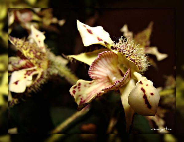 2012-03-23bis orchidées 2012 180