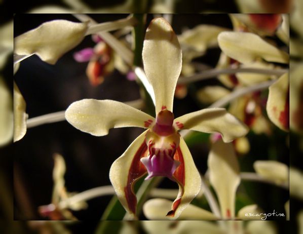 2012-03-23bis orchidées 2012 202