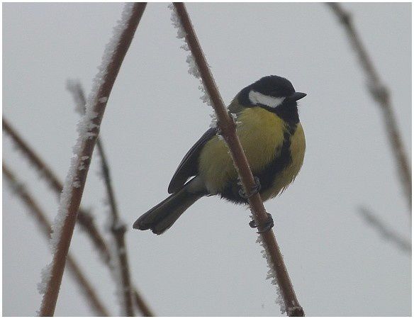 Mésange Charbonnière (1)