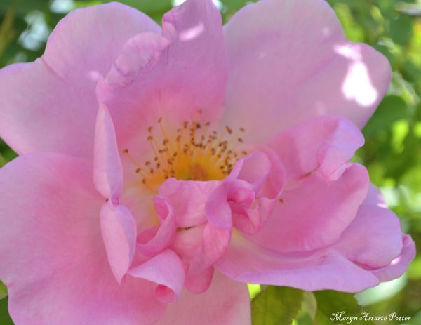 Jardin-des-fleurs-037.JPG