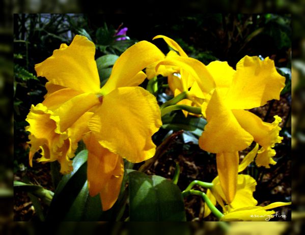 2012-03-23bis orchidées 2012 074