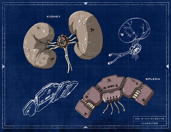 kidneys.jpg