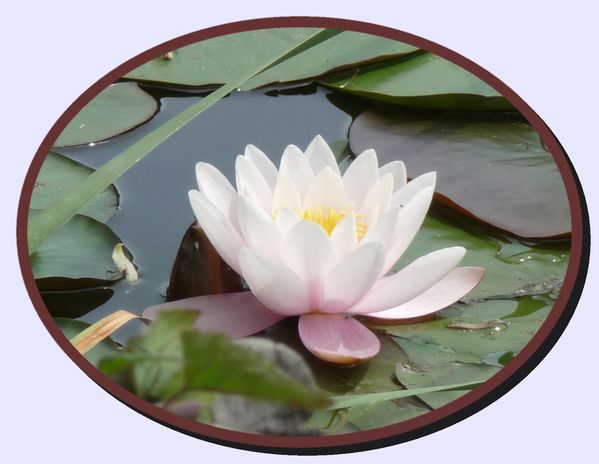 carte fleur 27