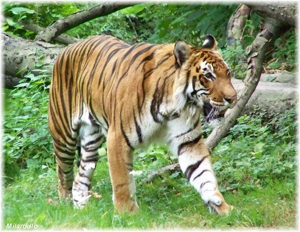 tigre-bengale-parc-tete-d-or-3.jpg