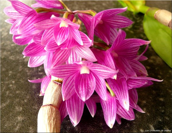 Dendrobium miyakei