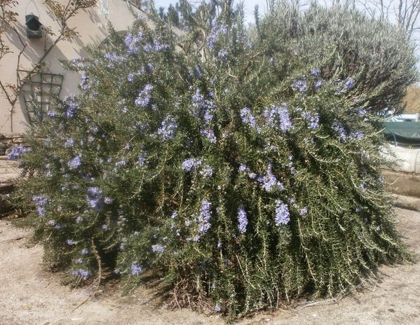 tour jardin 2 avril 2013 016
