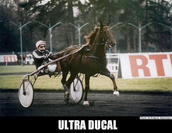 Ultra-Ducal.jpg
