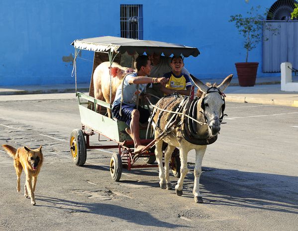 animals from cuba by albi