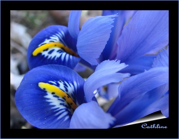 iris-reticulata-rapsodie.-2-jpg.jpg