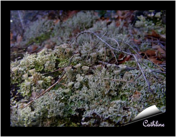 lichen-25-janvier-2014.jpg