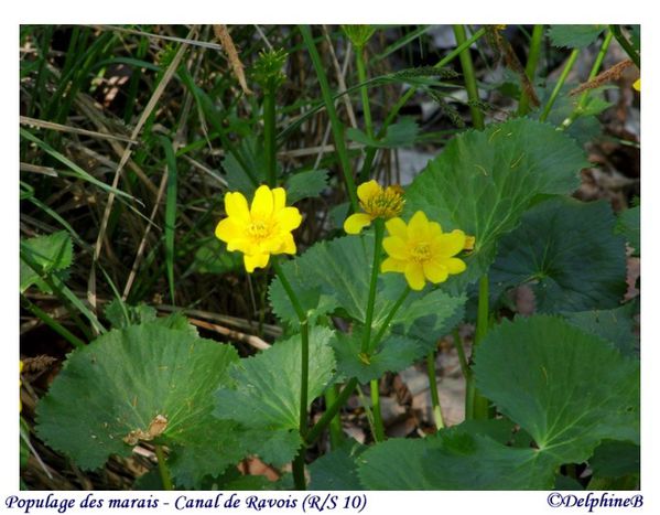 populage des marais 11-04-23 (1)