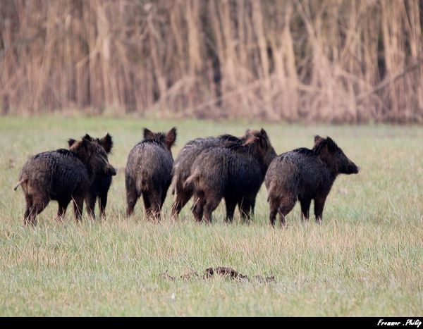 faire quand rencontre sanglier