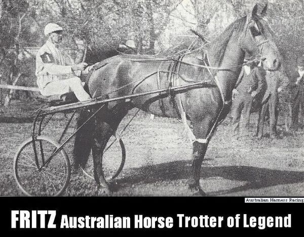 Fritz-Australian-Horse-Trotter-Legend.jpg