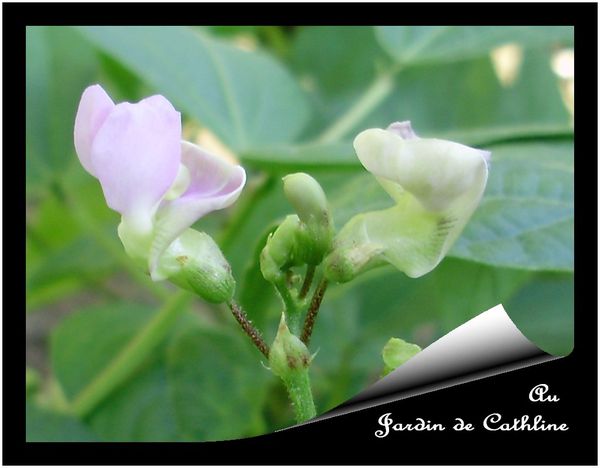 fleurs-de-haricots-verts.jpg