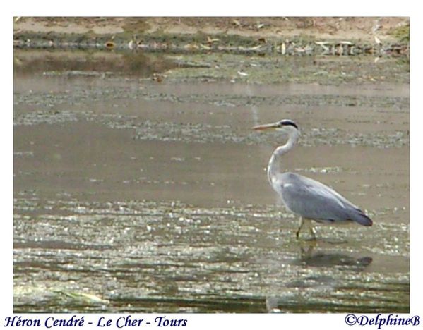 Héron cendrée 11-08-22