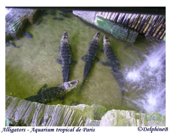 alligators 11-09-02