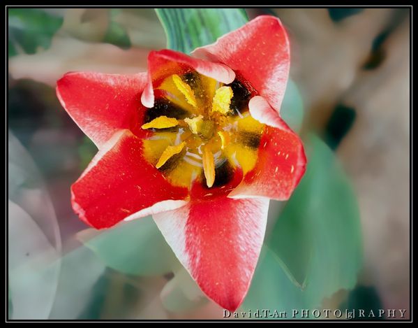 tulipe (2)
