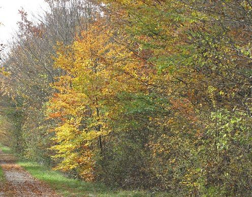 novembre-le-17-136.JPG