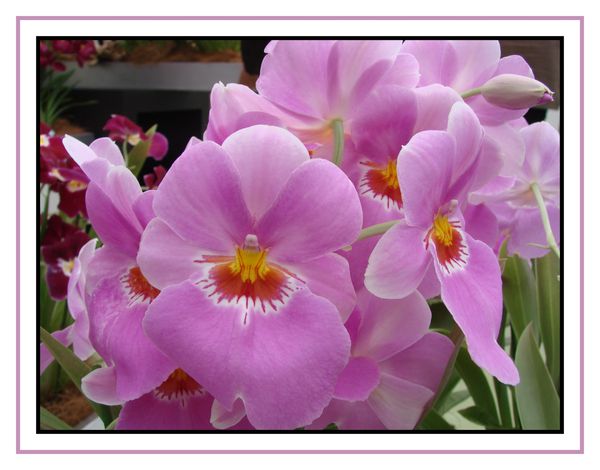 orchidee-2.jpg