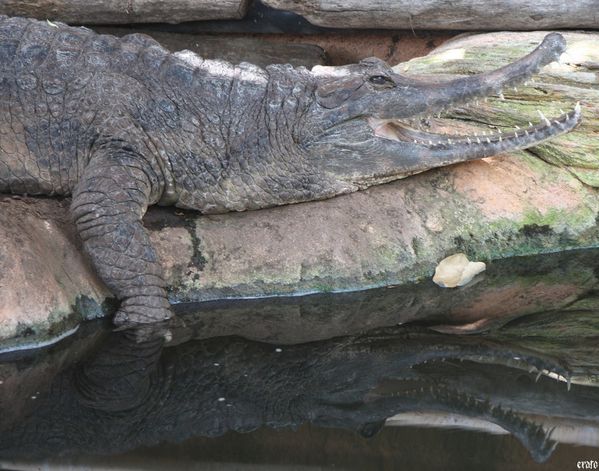 11-mai-2011---La-ferme-aux-crocodiles---suite--091-b.jpg