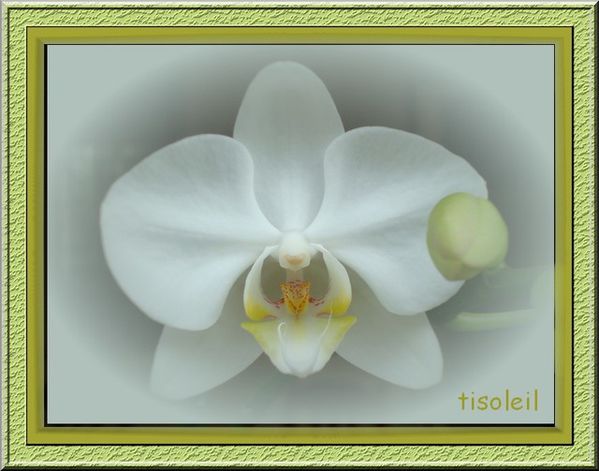orchideejm.jpg