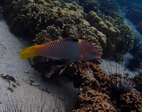 2013 07 28 Madagascar diving 065