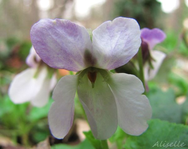 Violette-blanche-5-03-2010.jpg