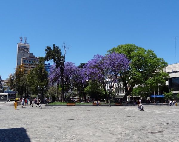 Jacaranda