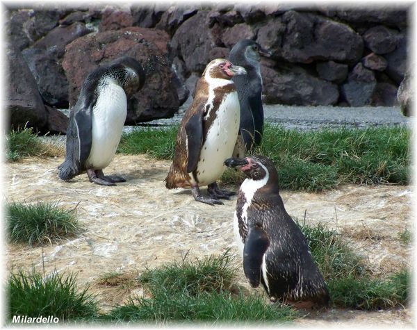 manchots-de-humboldt-2-parc-oiseaux-dombes.jpg